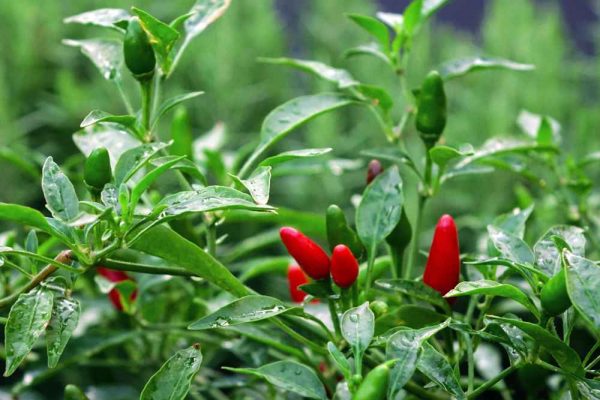 Fresh red and green chillies — the natural spice behind The Sausage Haüs Chilli Beef Frankfurter, a premium German beef sausage for BBQ caterers.