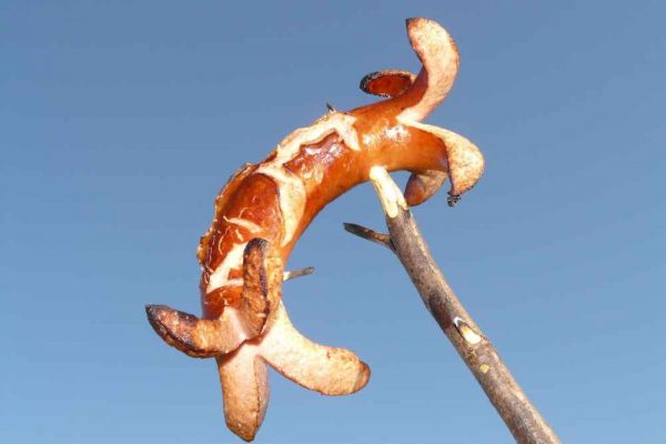 German sausage roasted on a stick over an open fire, showing the traditional way to grill Bratwurst or Käsekrainer (Cheese Frankfurter) outdoors on Bonfire Night.