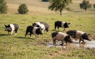 German Food Imports to the UK: What 2026 Means for Pork and Sausages